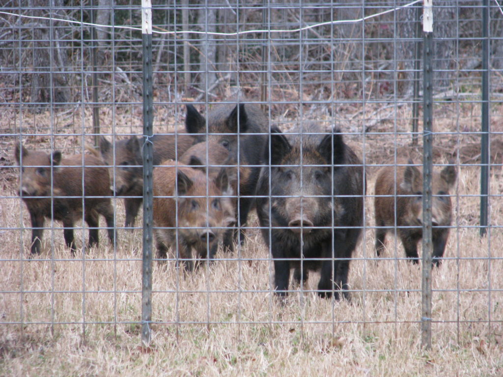 A group of feral hogs stand behind a wire t-post fence. The grass is brown and dry and the hogs are shades a brown and black