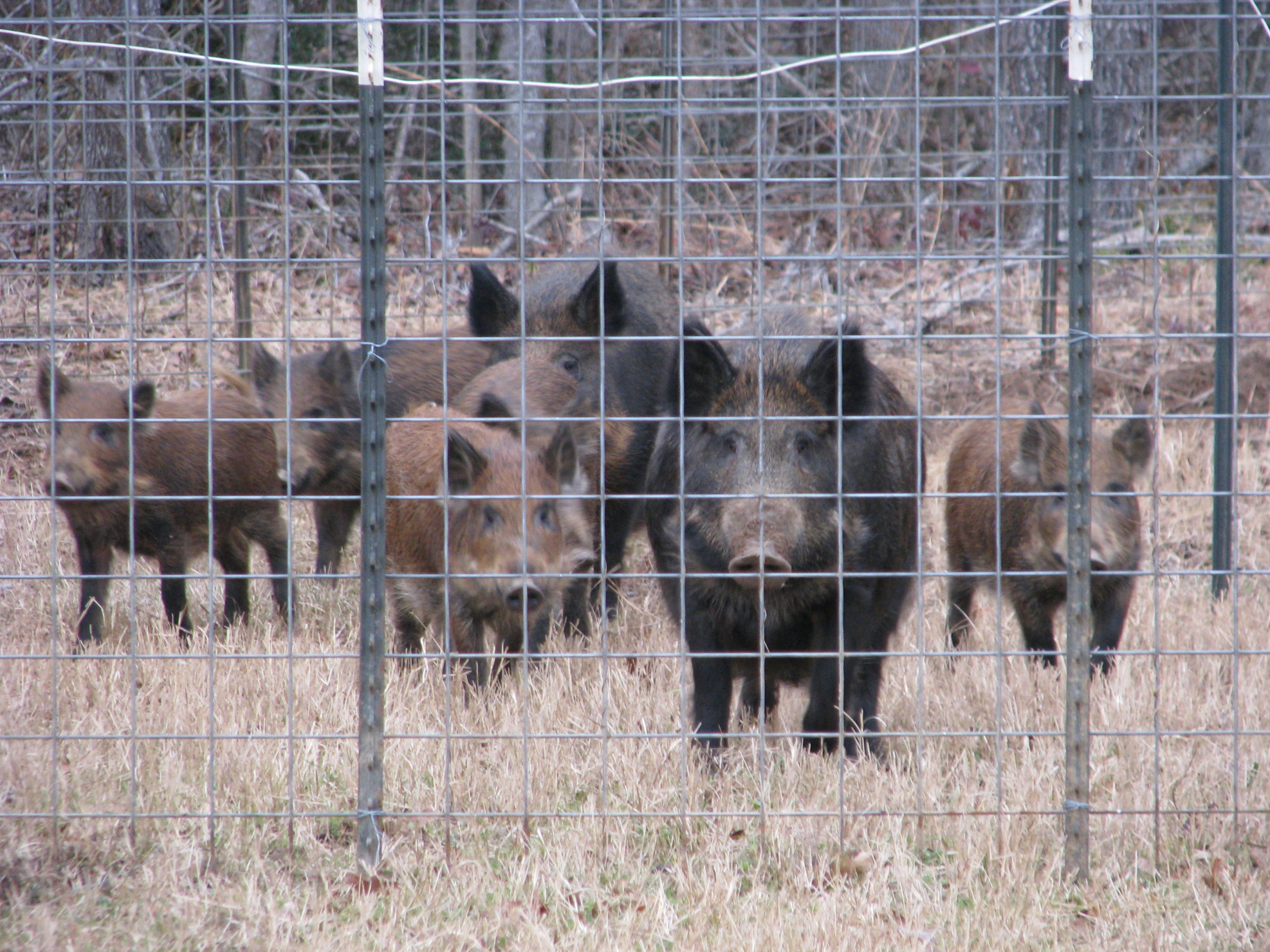 The best window of time to trap wild pigs is about to close - AgriLife Today