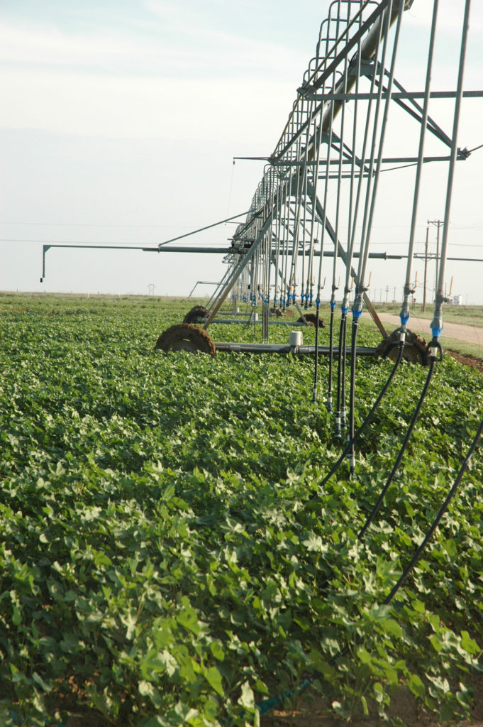 an irrigation system going through green cotton plants