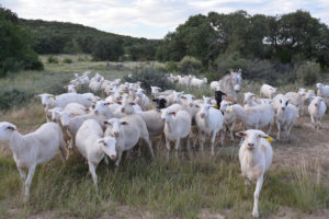 Sheep on rangeland. 