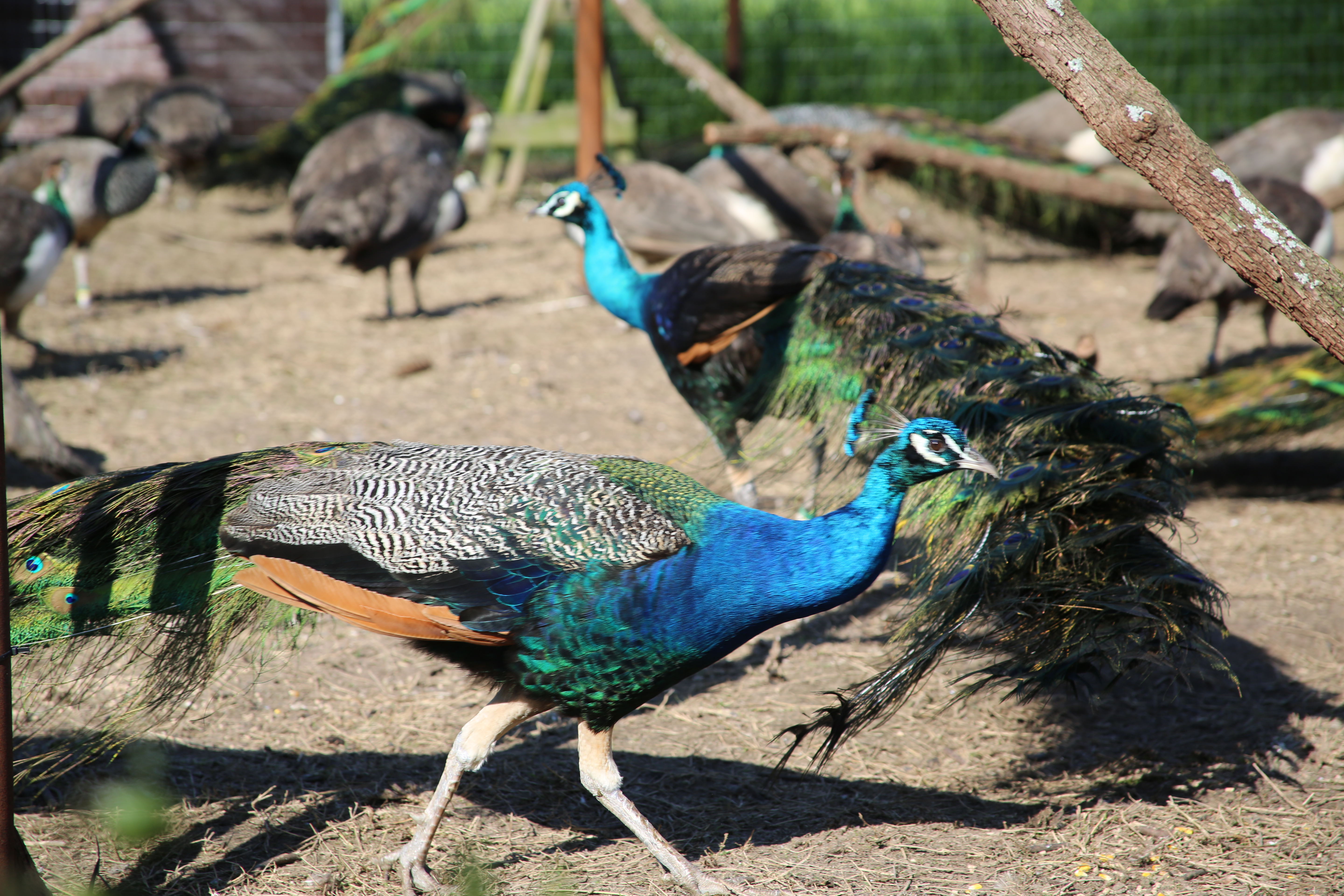 Animal Behaviorist Looks Through The Eyes Of Peafowl Agrilife Today