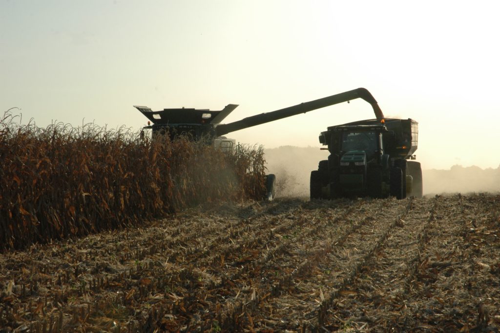 Corn being harvested. 
