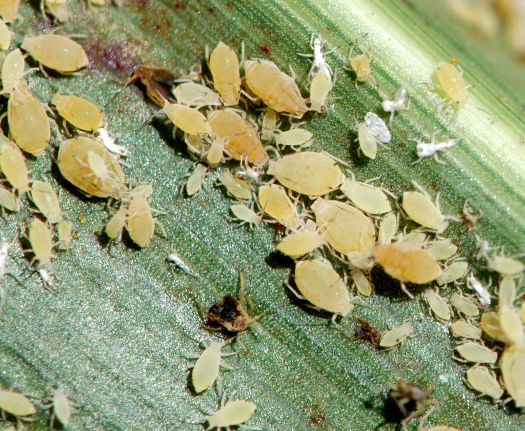 Sugarcane aphids on a sorghum leaf under magnification. 