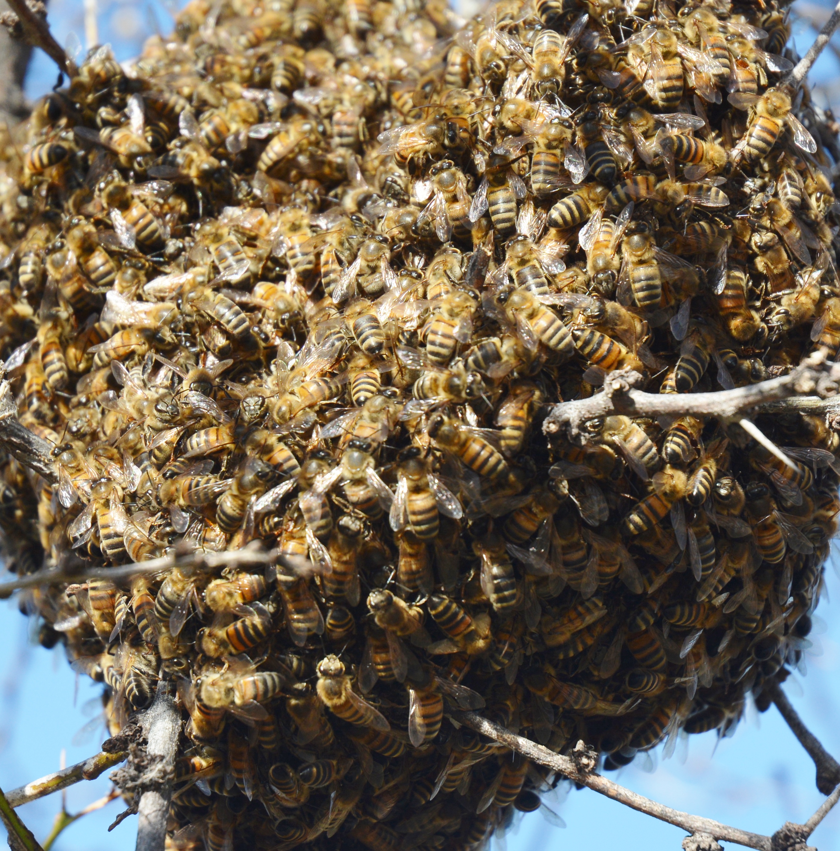 Когда роятся пчелы. Пчелиный Рой. Медоносные пчелы Рой. Роение диких пчел. Рой улей.