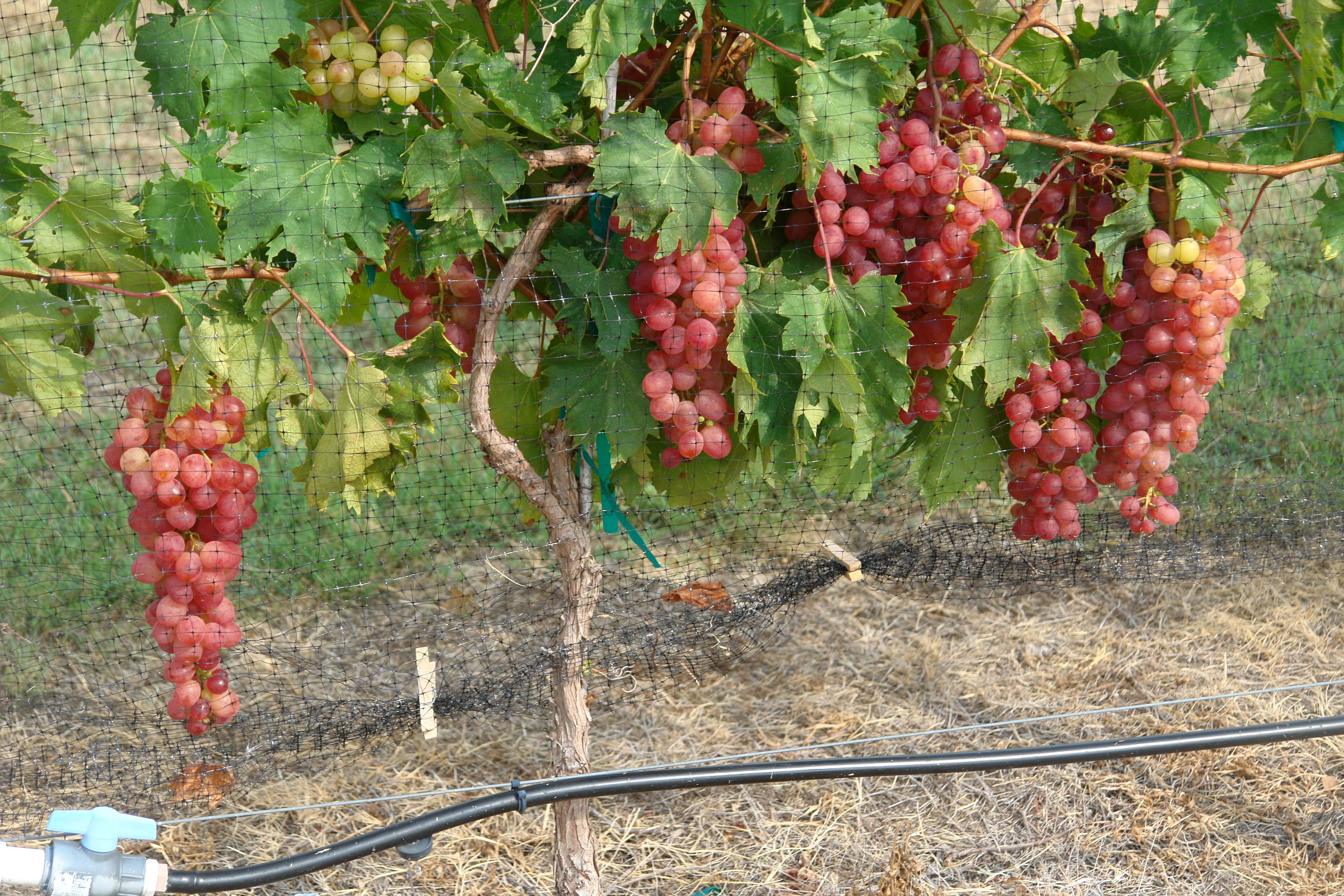 New Texas Superstar introduced: Victoria Red grapes - AgriLife Today