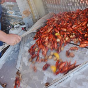 Texas crawfish production steady, prices higher