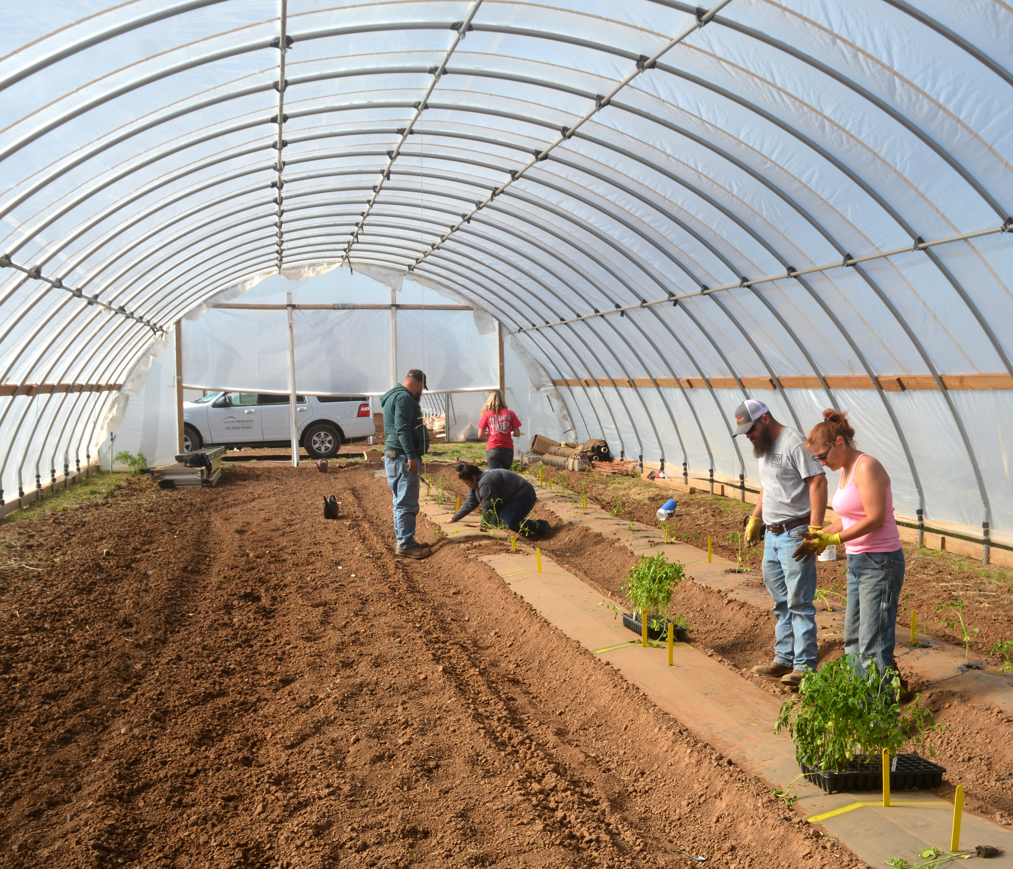 Better farming. Промышленные туннели для ягод. Пленочные туннели для малины. Малина в туннелях. Тоннель Томато.