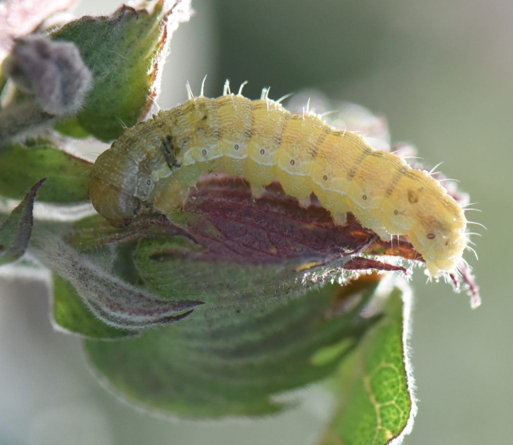A bollworm in a leaf. The caterpillars body is yellow with white hairs atop a green leaf browning from disease.