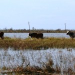 Cattle walk through flooded field after a hurricane in Texas.