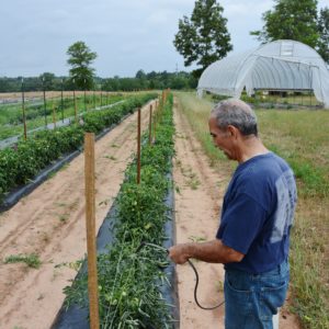 Joe Masabni sprays pesticide on tomatoes. 
