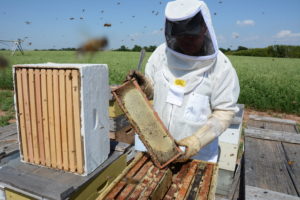 Honeybees, hives and beekeeper.