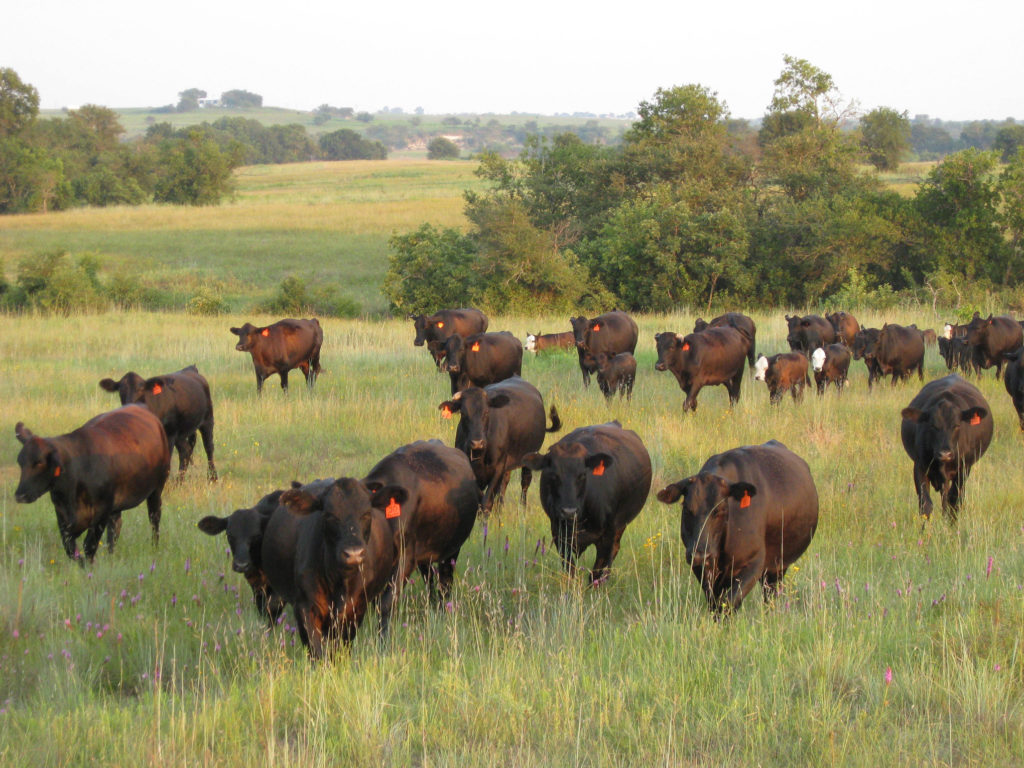 Herd of cattle representing Beef Cattle Academy