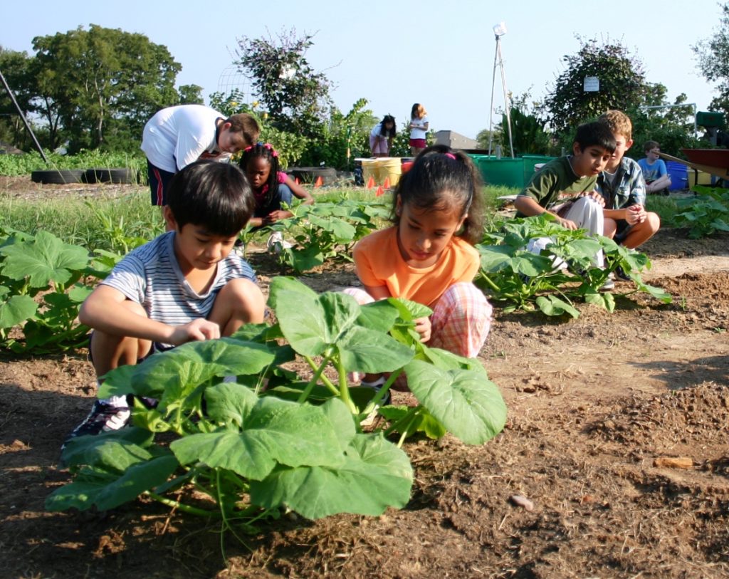 Children in a vegetable garden looking at the leaves of growing plants. The children are elementary age an exam the leaves in pairs of two scattered through out the garden rows.