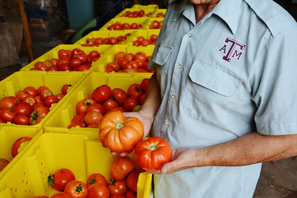 Man with Texas A&M-branded shirt holding tomatoes with crates of tomatoes in background 
