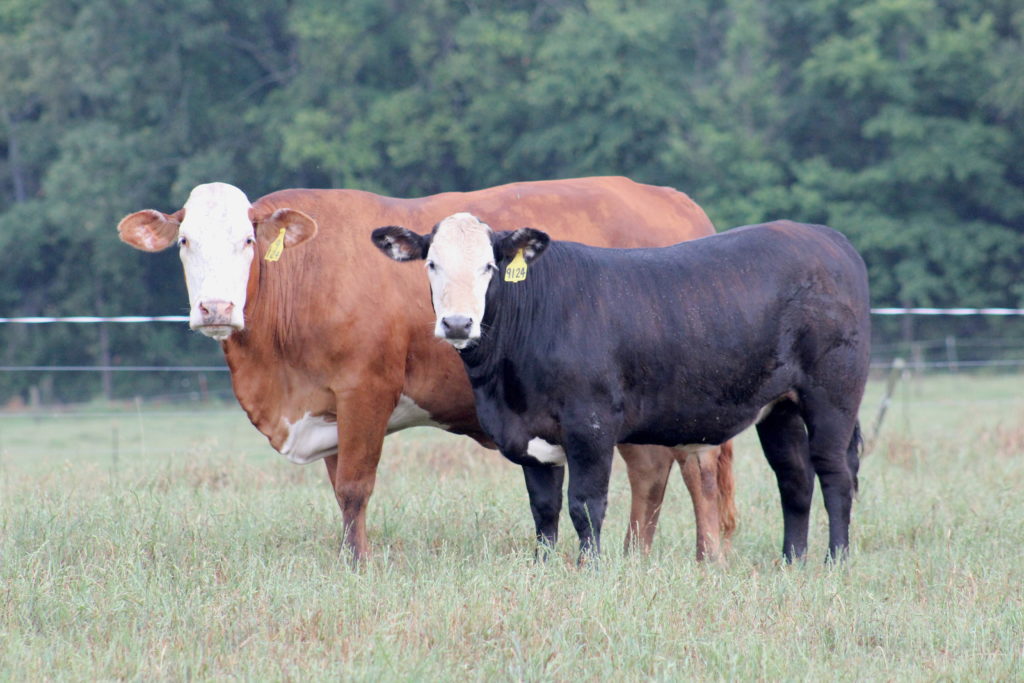 Pair of beef cattle in field