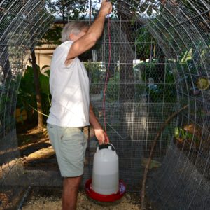 changing the water for chickens