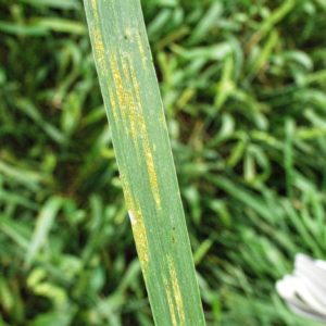 Wheat leaf rust and stripe rust an emerging problem statewide