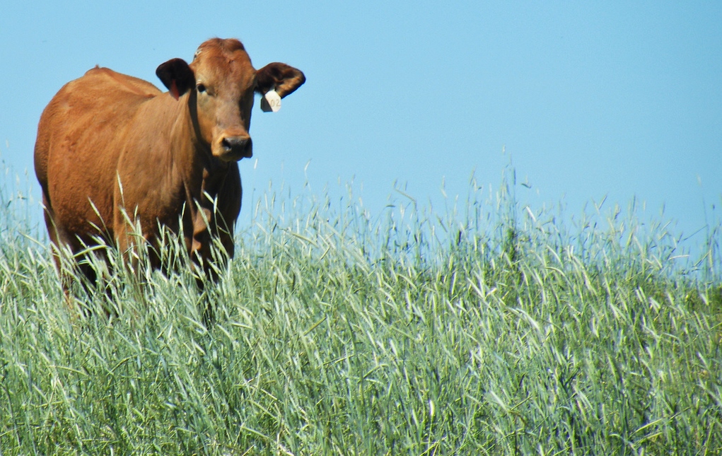 A lone red beef cattle stands in a wheat field. The sky is blue behind him.