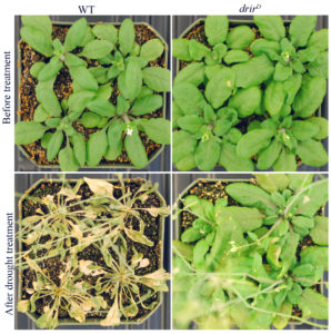 Research thale cress plants side by side in heat and salt tolerance study