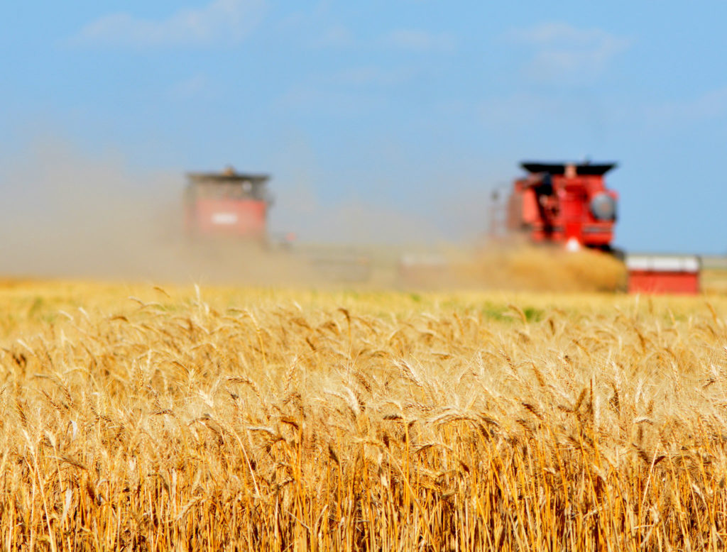Texas wheat harvest