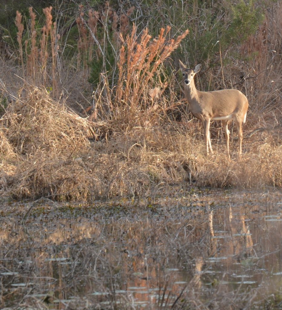 A deer stands in tall grass next to a creek which reflects his image. Deer will be among the wildlife discussed at the rangeland, wildlife and fisheries management webinar.