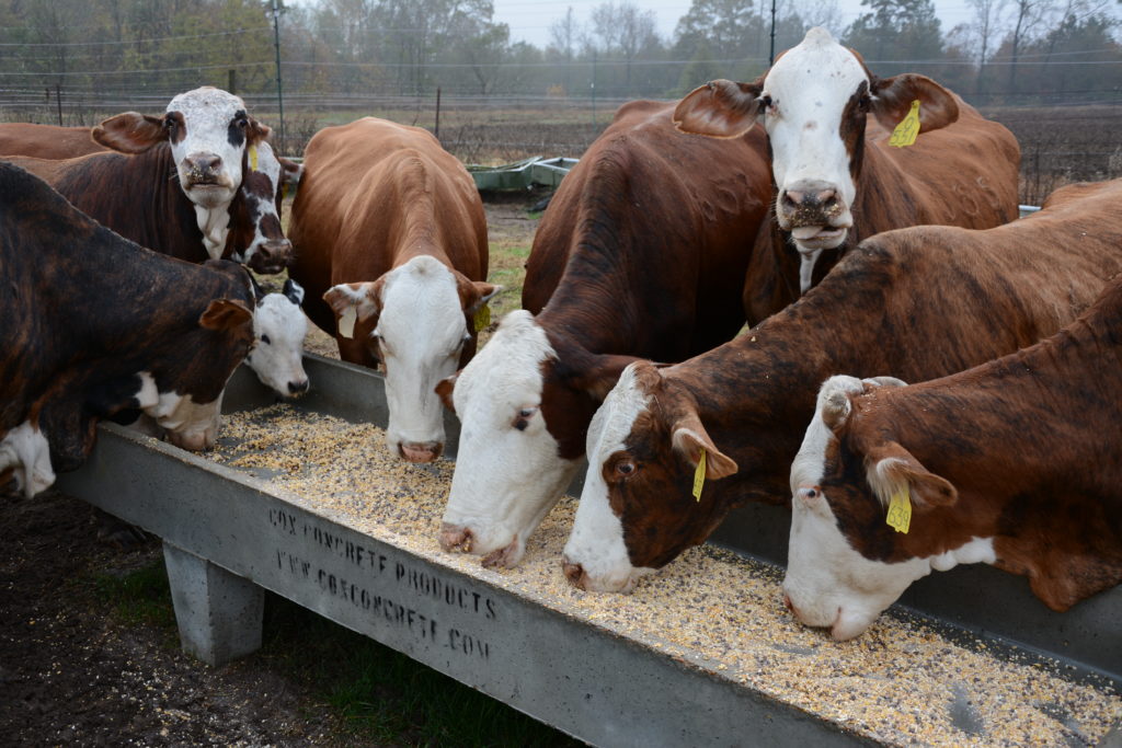 Cattle eating feed from a trough