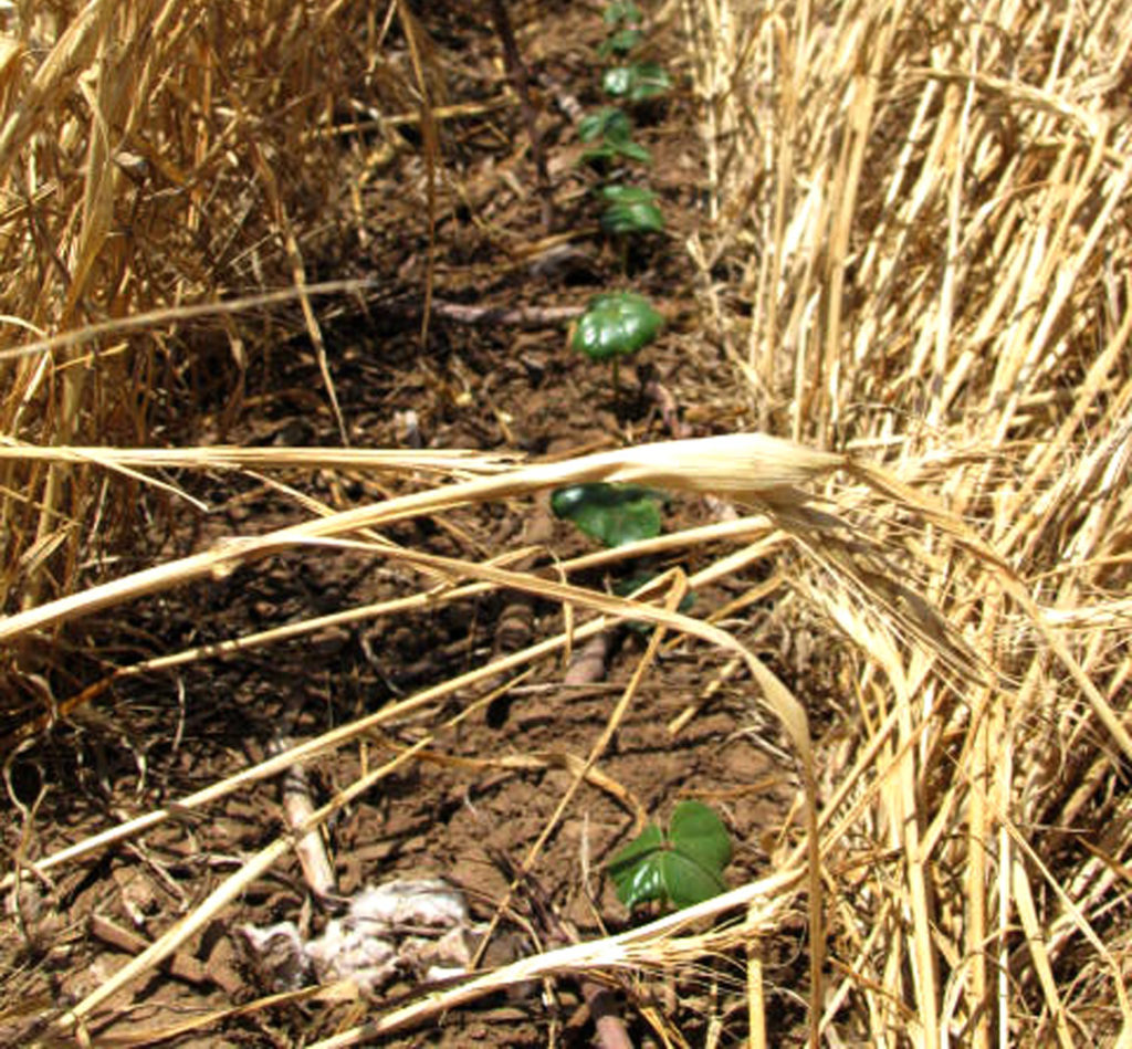 cover crop of wheat surrounds cotton seedlings. This practice provides carbon credits