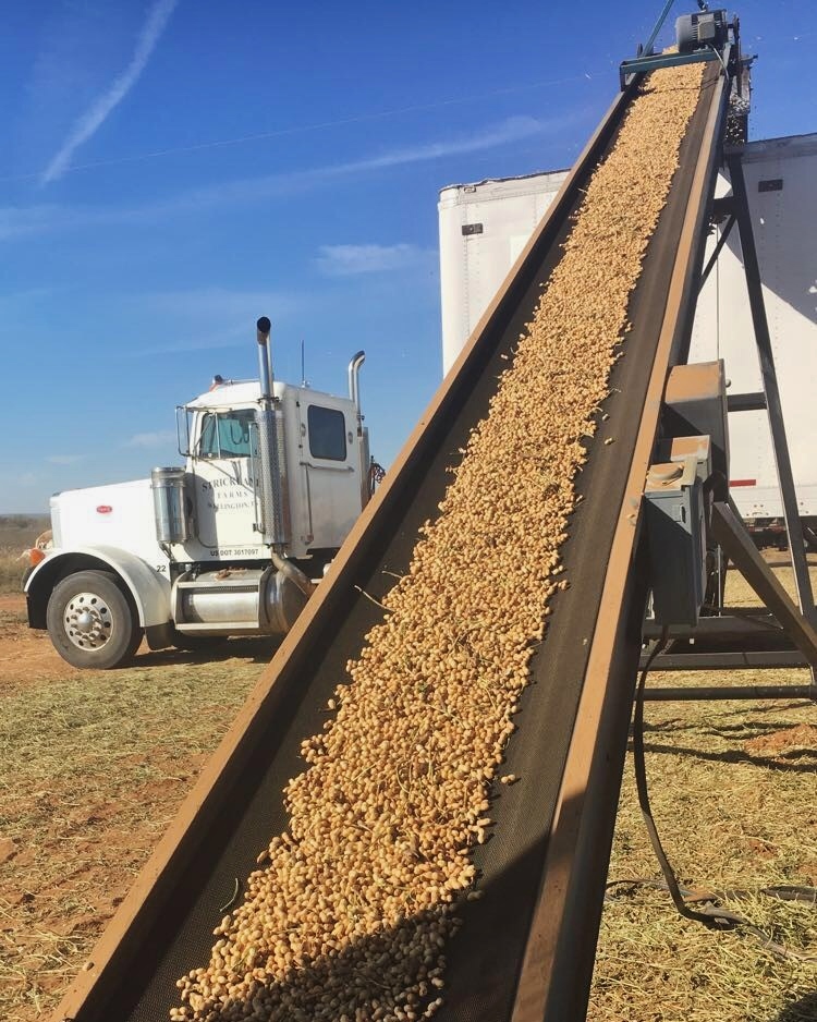 long conveyor belt with peanuts depicting custom rates for harvest