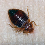 Adult bedbug on skin