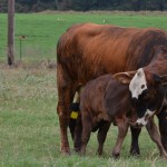 Calf nursing mother cow
