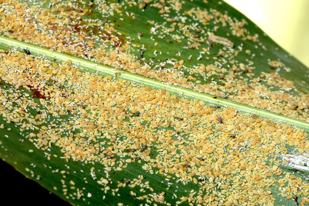 Sugarcane aphids on sorghum leaf. 