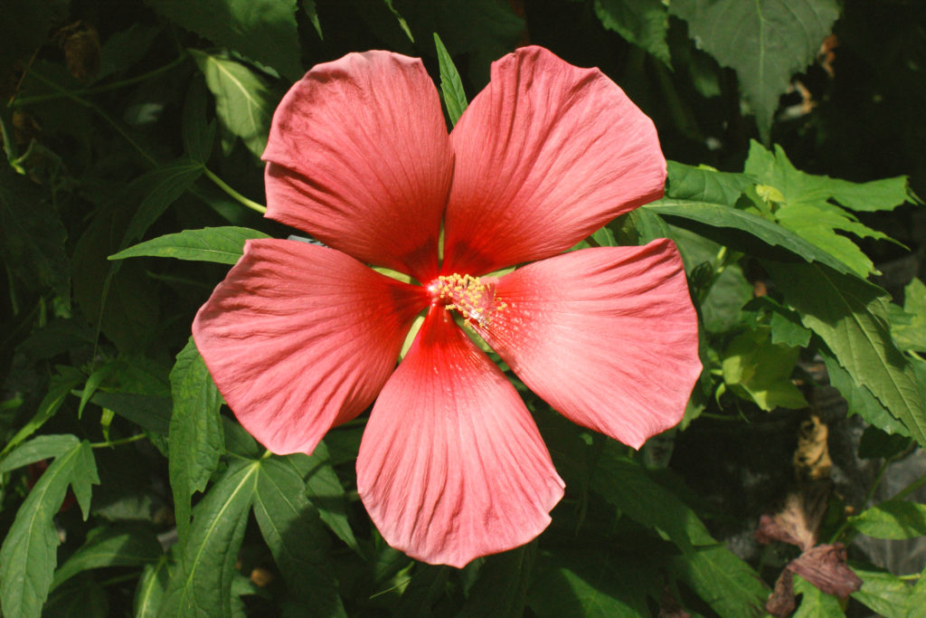 a small coral hibiscus flower with separated leaves