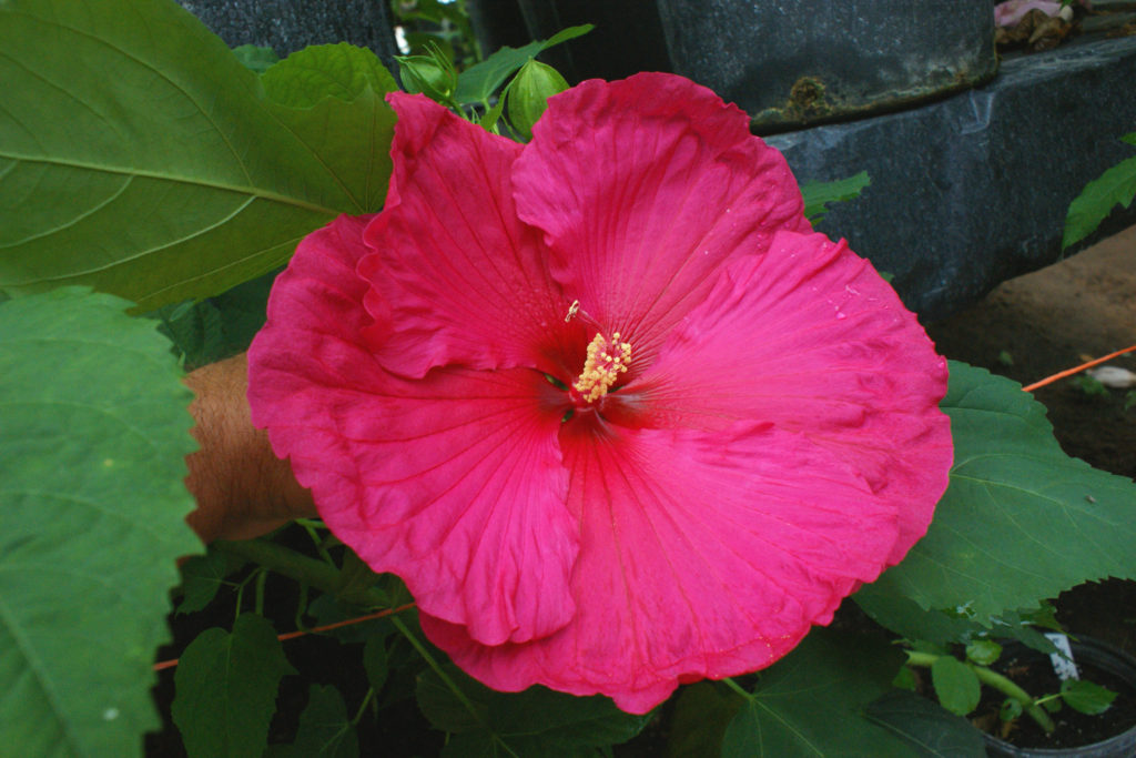 a large hot pink hibiscus flower