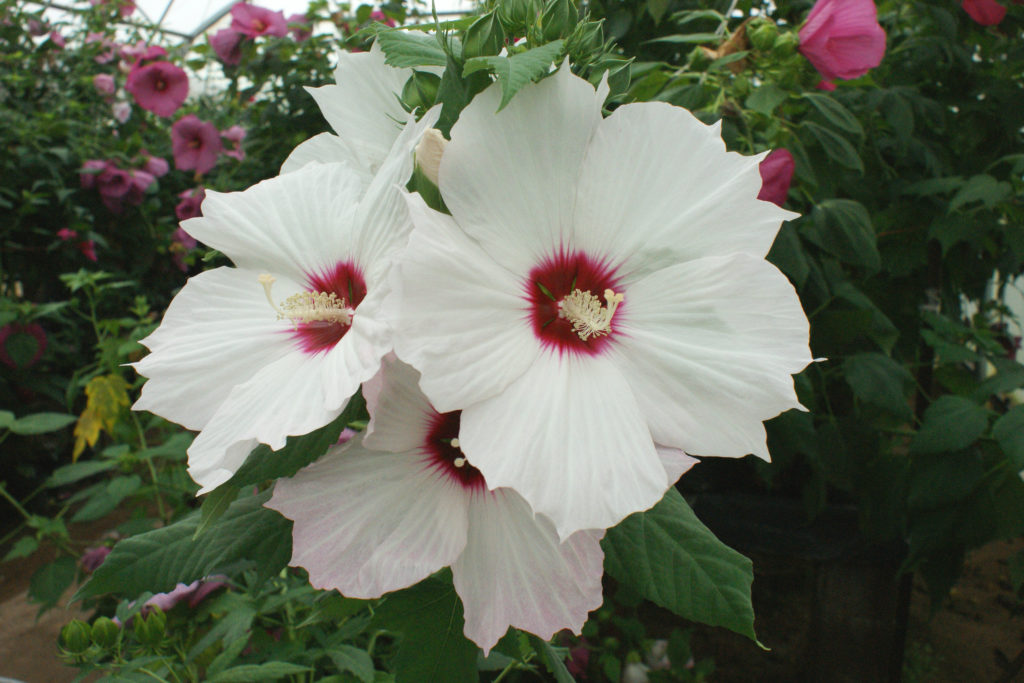 a cluster of three small white hibiscus flowers with deep pink centers