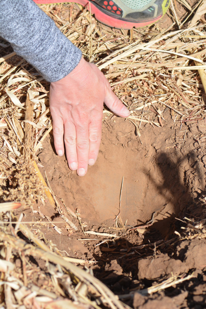 a hand measures the depth to soil moisture and checks soil fertility in a stubble-covered field