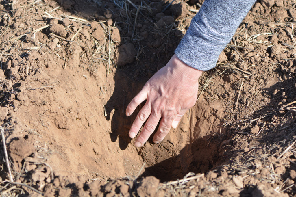 hand reaching down into soil to look at fertility and moisture