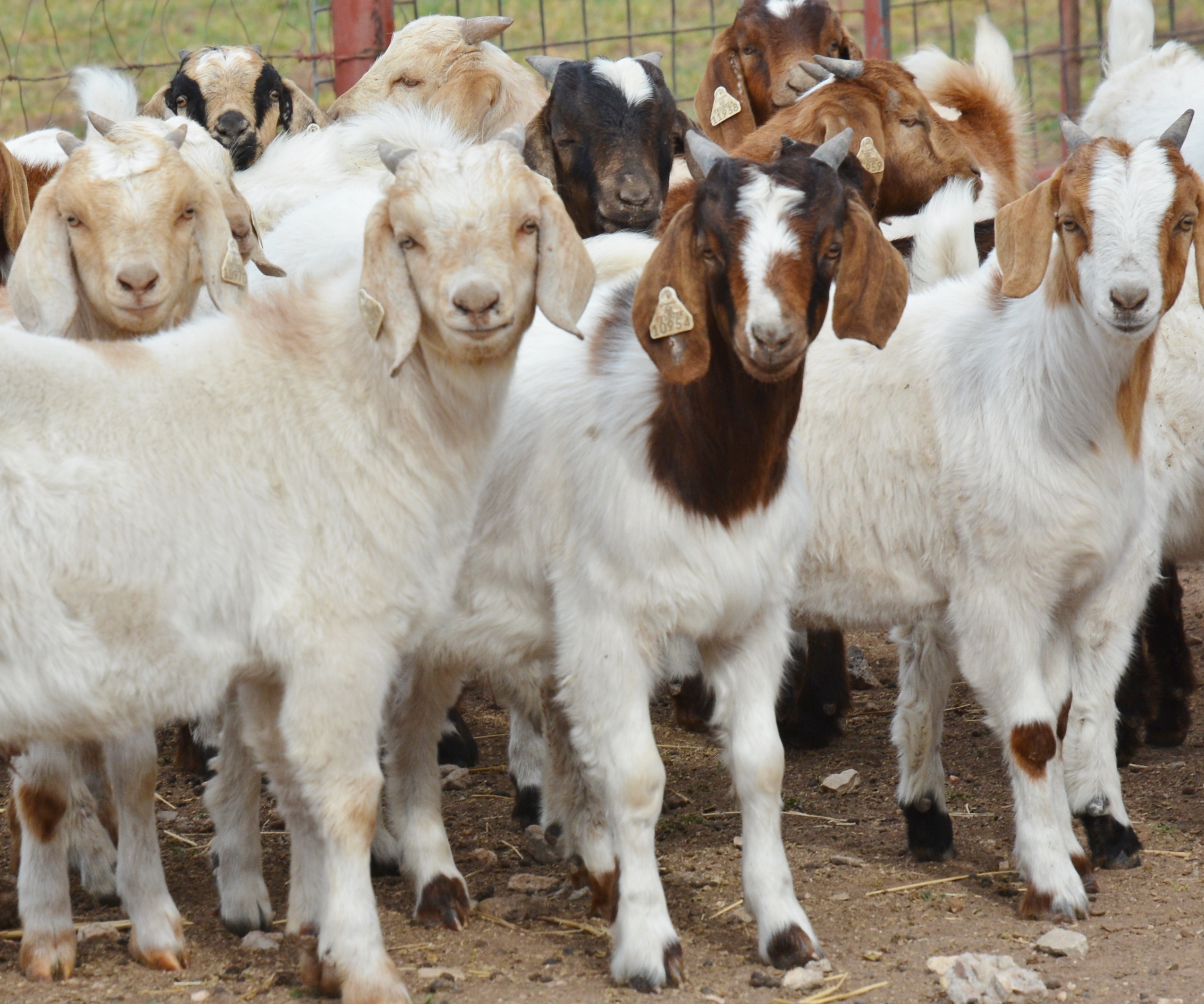 Goats – Texas A&M Agrilife Extension Service