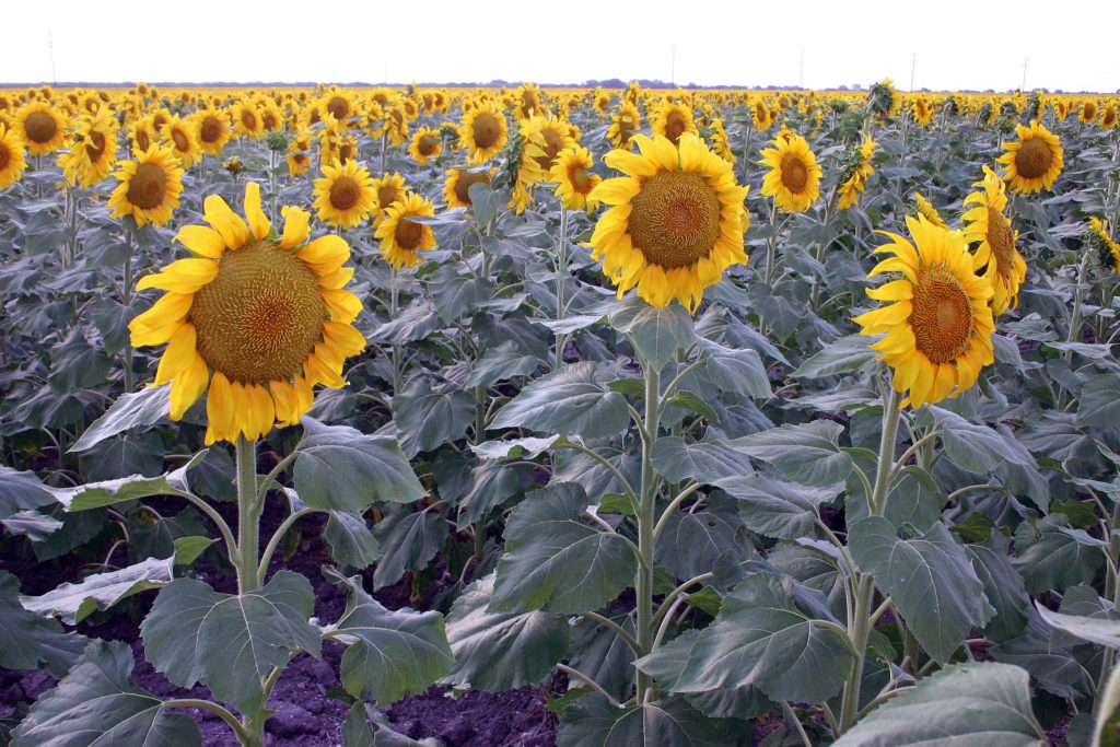 Sunflowers are among Texas' alternative crops