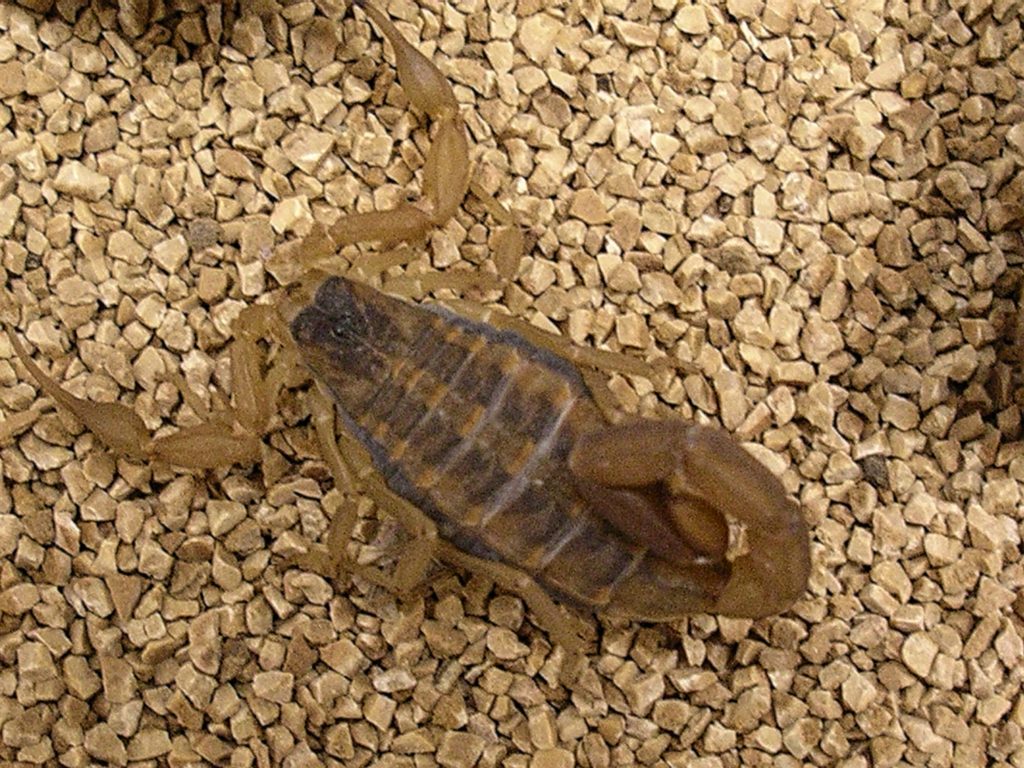 A closeup of a striped bark scorpion in Texas. The stretch of very hot, dry weather across much of the state is pushing more pests indoors.