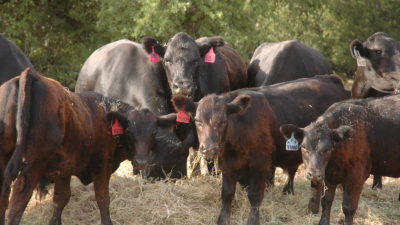 Agricultural economists recommend ‘SPA’ for cattle producers