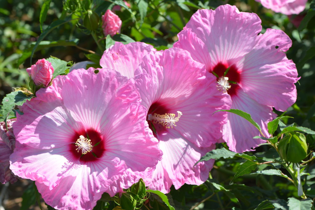 three vibrant pink hardy hibiscus flowers with deep maroon eyes