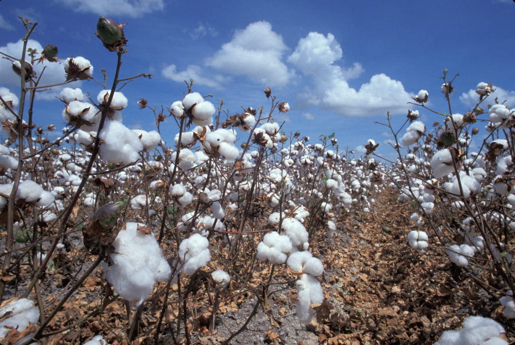 cotton fields dicamba herbicide
