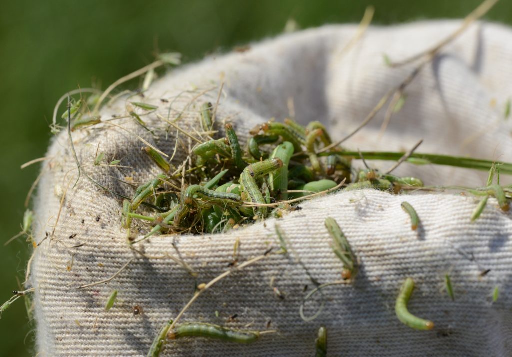 A cloth sack full of armyworms are mixed in with stalks of forage. The worms and forage are both green.