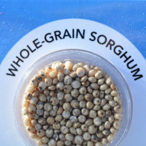 sorghum