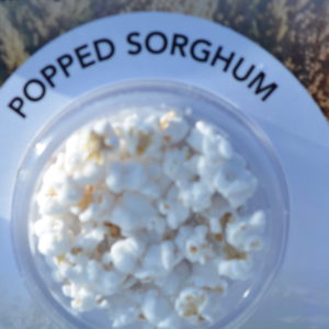 sorghum