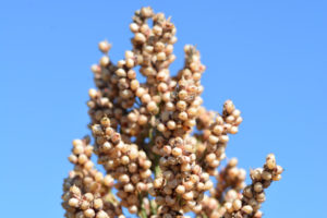 sorghum