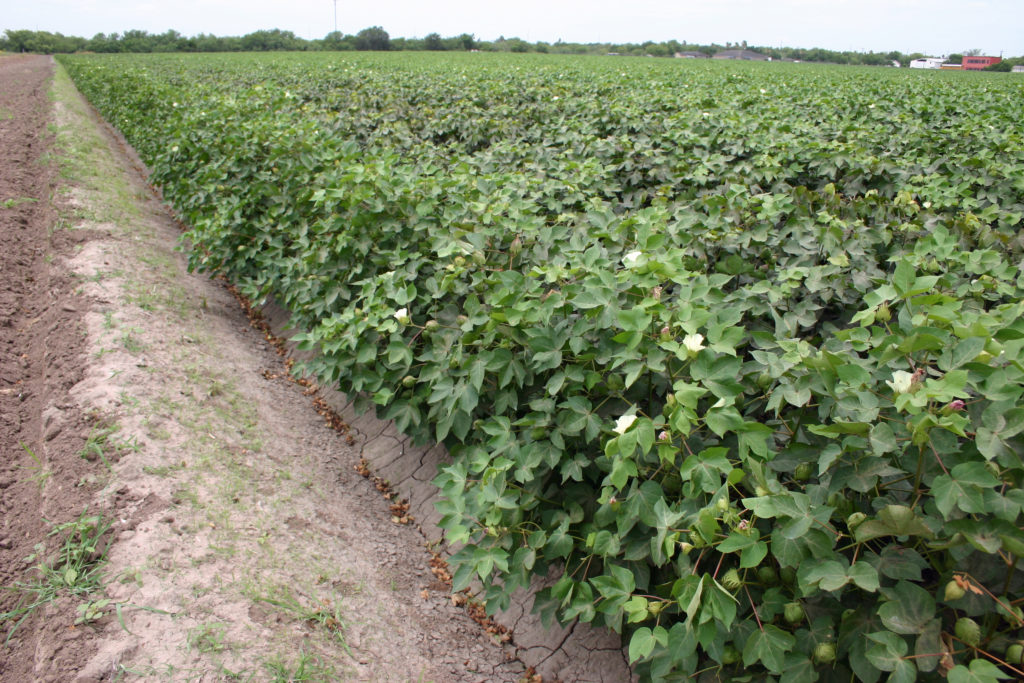 input cuts and impacts they could have on a cotton crop