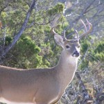 Tax valuation for wildlife management topic of Oct. 6 program in San Antonio