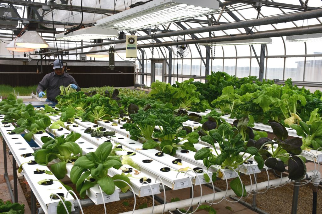 Controlled Environment Urban Agriculture Conference Set Dec 5 In