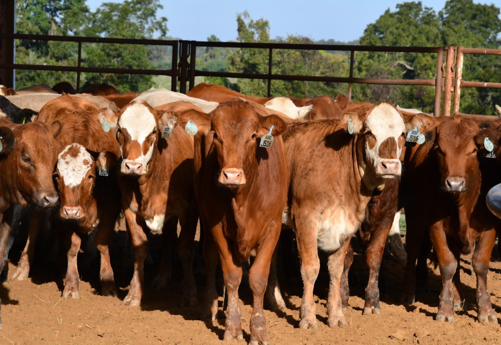 Small group of beef cattle in a corral